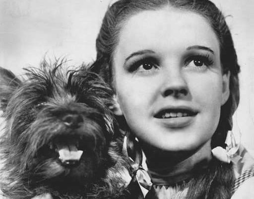 Judy Garland as Dorothy in the Wizard of Oz holding Toto