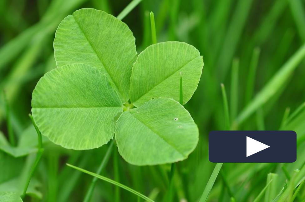 I'm Looking Over a Four Leaf Clover - Richard Weiss M.D. - Cosmetic and ...